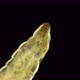 Worm-shaped Larva Under a Microscope, Order Diptera, , Visible Work of Internal Organs - VideoHive Item for Sale