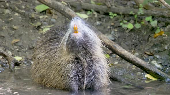 Close up of wild Nutria Beaver smelling in wilderness,sitting in natural river mud