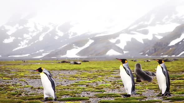 King Penguin Colony on South Georgia