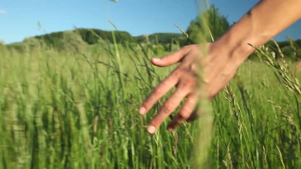 Woman walking touching long grass in field in summer on blue sky