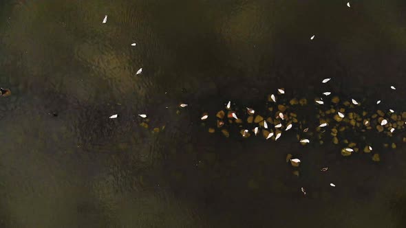 AERIAL: Top View of a Flock of Sea Birds Sitting on a Stones in a Clear Water