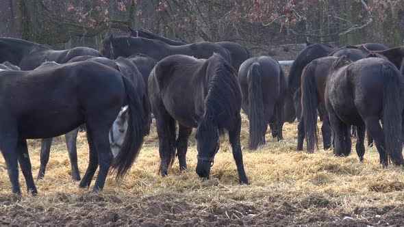 A Herd of Horses Eat Hay in a Paddock. Few Horses Look at a Camera and Turn Around