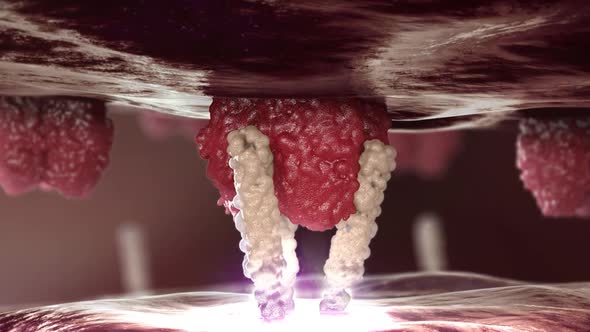 proliferation of tumor cells  animation alt