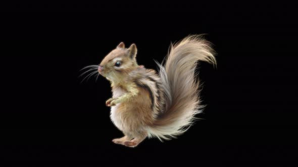 73 Chipmunk Dancing 4K