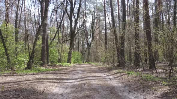 Aerial View of the Road Inside the Forest