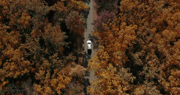 Aerial Top View Over Straight Road With White Car in Colorful Countryside Autumn Forest