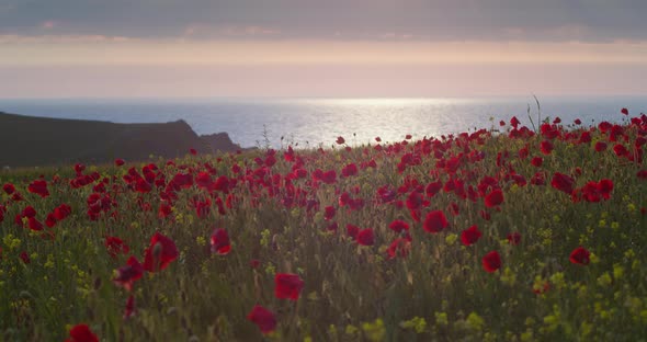 Cornish Field With Wildflower Poppy In Full Bloom At Springtime In West Pentire, England. Static Sho