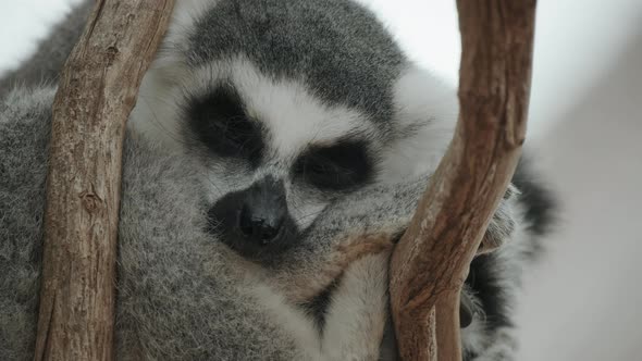 lemurRingtailed Lemur Sleeping in a Tree Awakens From Sleep and Opens Its Eyes
