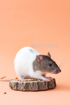 A domestic white rat with a gray muzzle on a pink background . Cute animal rat. Place for text