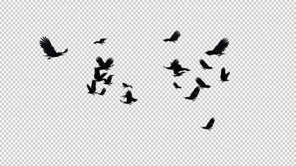 22 Black Birds - Flying Transition IV alt