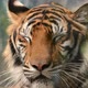bengal tiger face close up - VideoHive Item for Sale