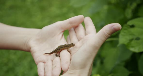 A Female Hands Holds a Lizard in His Hand, Close Up