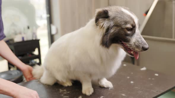 groomer cuts dog with scissors at salon. Professional cares for a dog in a specialized salon