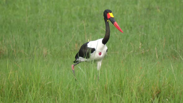 Saddle-billed stork hunting for fish on the wetlands 