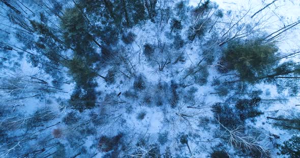 Extreme aerial view of a forest with snow