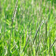 Green Grass Swaying In The Wind - VideoHive Item for Sale