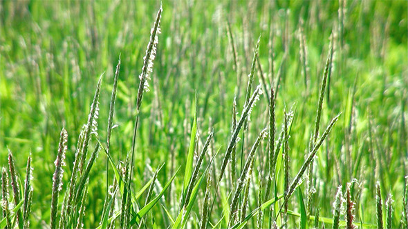 Green Grass Swaying In The Wind