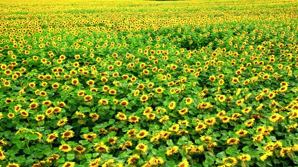 Blooming sunflower field. Agriculture in Poland. Sunflower oil production