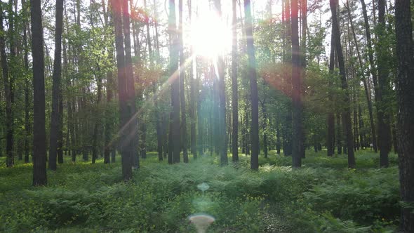 Summer Forest with Pine Trees Slow Motion