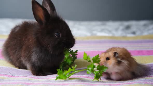 Cute Pets Rabbit and Hamster Sit on the Bed and Eat Parsley