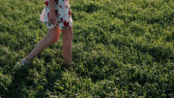 Close-up of Legs of a Beautiful Girl Walking Through Green Grass on a Field at Sunset. Beautiful