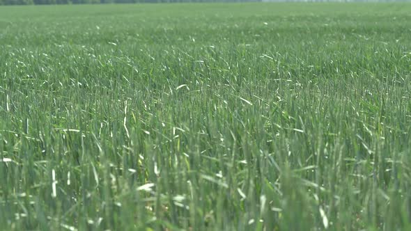 Big Field with Young Green Spring Wheat Waving with Wind. Forest on the Background. Slow Panorama