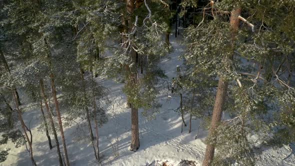 People Walking In Forest Between Trees