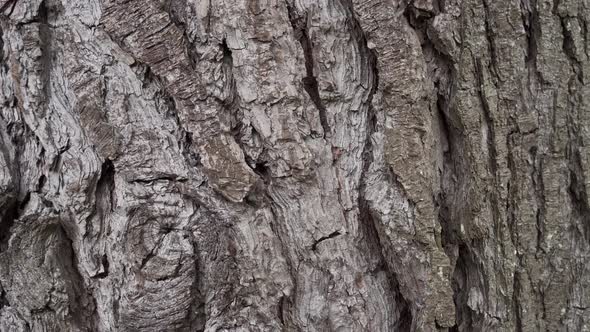 Coniferous bark with wrinkles and cracks closeup in the forest