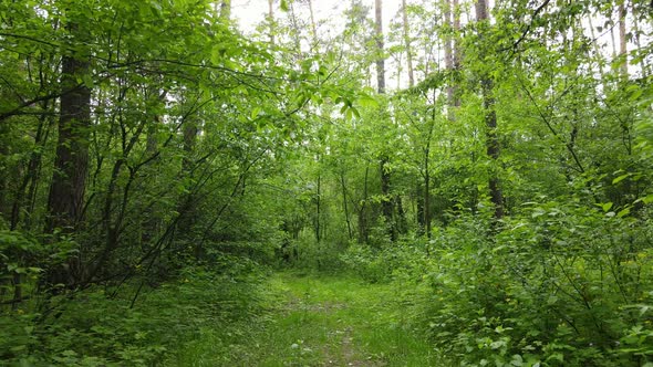 Summer Forest with Pine Trees Slow Motion