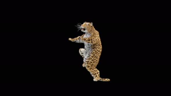 Leopard Dancing 4K