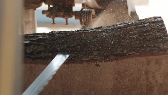 Closeup of cut pine tree log on sawing machine at wood production factory.