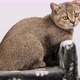 gray purebred kitten Scottish straight chinchilla  - VideoHive Item for Sale