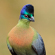 Purple-Crested Turaco Calling - AudioJungle Item for Sale