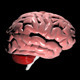 Brain - 3DOcean Item for Sale