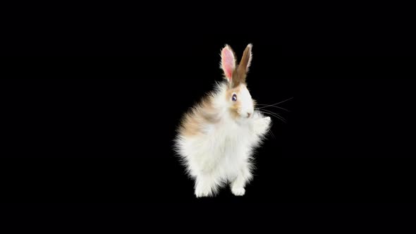 Rabbit Dancing 4K