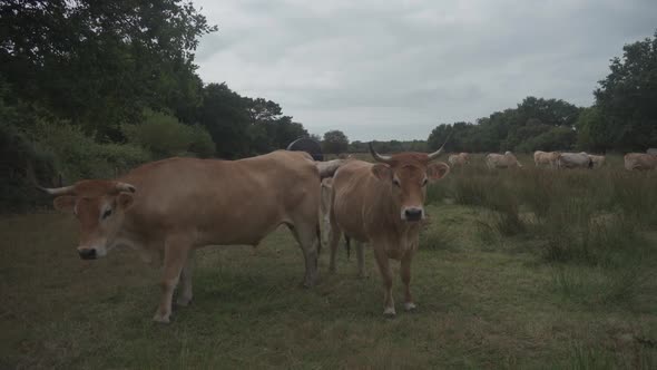 Limousin Cows in Bretagne France