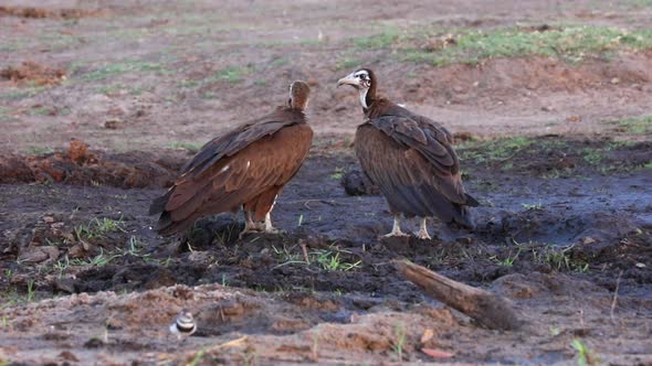 Pair of Hooded Vultures scavenge for food in the mud near Chobe River