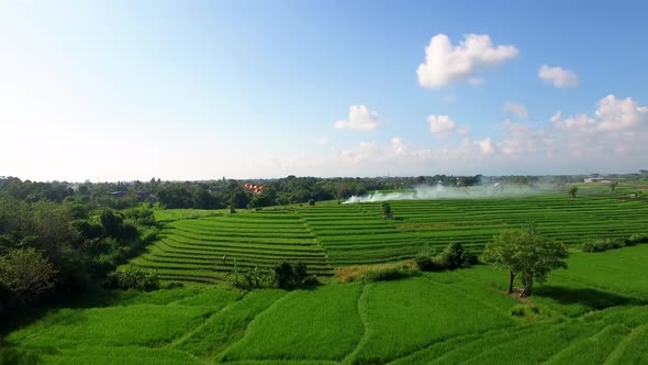 Aerial View of Rice Fields, Bali, Indonesia