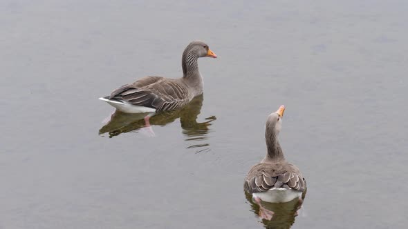 2 greylag goose drinking water from the Thingvallavatn lake, Iceland