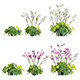Astrantia major – Great Masterwort - 3DOcean Item for Sale