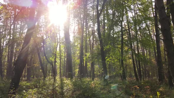 Forest with Trees in the Fall During the Day