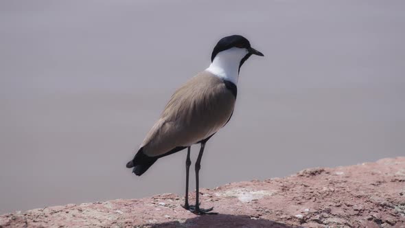 Spur-winged lapwing seabird