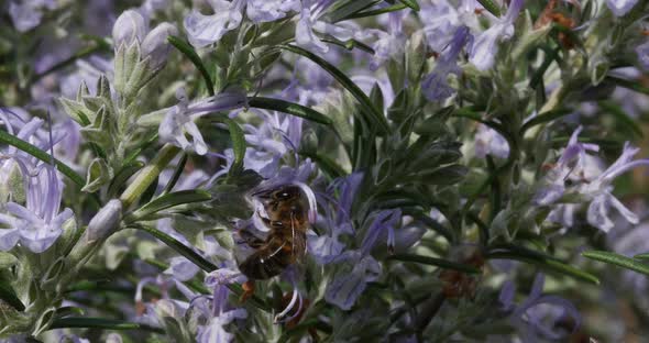 |European Honey Bee, apis mellifera, Bee foraging a Rosemary Flower, Pollination Act, Normandy