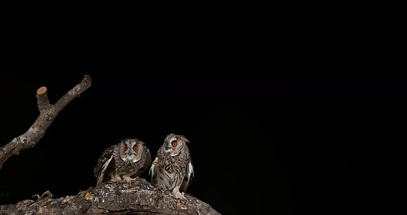 900210 Long Eared Owl, asio otus, Adults in Flight, Normandy in France, Slow Motion 4K