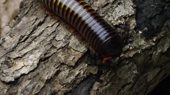 Extreme close up of an African Strap Millipede crawling down some bark