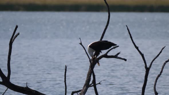 African fish eagle eats a fish while on a tree