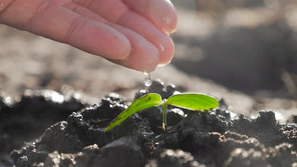 Hand of Farmer Watering to Small Green Plant in Garden