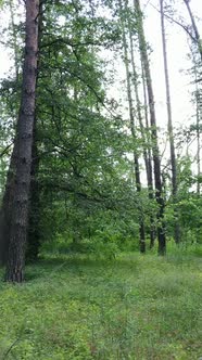 Vertical Video of a Forest with Trees