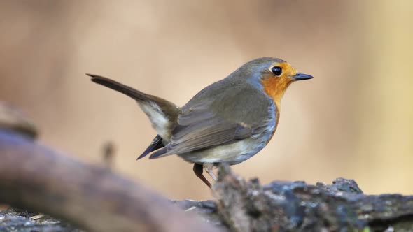 European Robin with an Orange Breast and Whitish Belly Singing on a Tree Branch