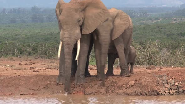 Herd of African Elephants 